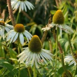 Echinacea purpurea Green Edge