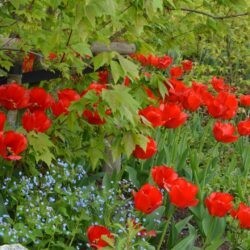 Tulipa Apeldoorn