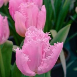 Tulipa Cacharel