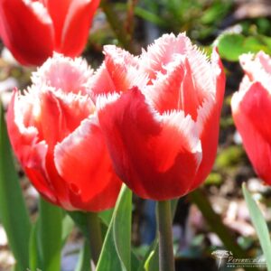 Tulipa Canasta