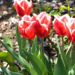 Tulipa Canasta