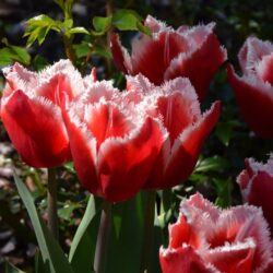 Tulipa Canasta