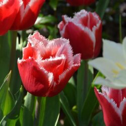 Tulipa Canasta