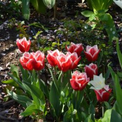 Tulipa Canasta