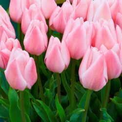 Tulipa Chritmas Pearl