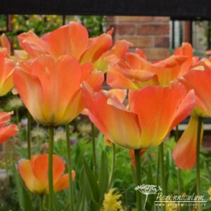 Tulipa Daydream