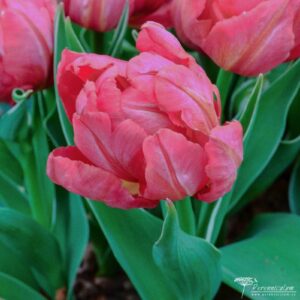 Tulipa Flashpoint
