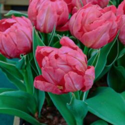 Tulipa Flashpoint