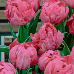 Tulipa Flashpoint