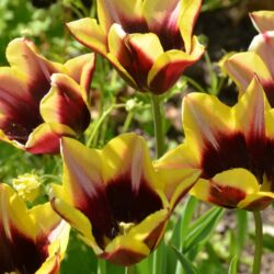 Tulipa Gavota