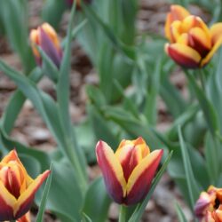 Tulipa Gavota