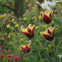 Tulipa Gavota