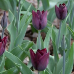 Tulipa Havran