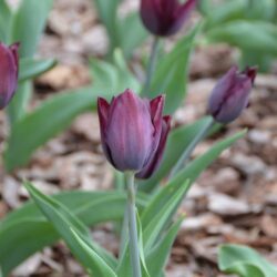 Tulipa Havran