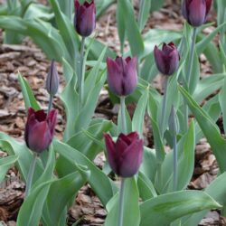 Tulipa Havran