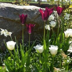 Tulipa Havran