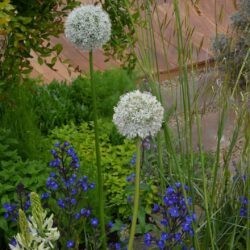 Allium Mont Blanc