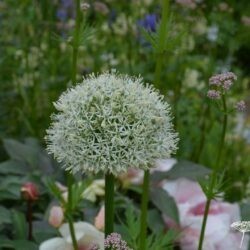 Allium Mont Blanc