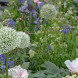 Allium Mont Blanc