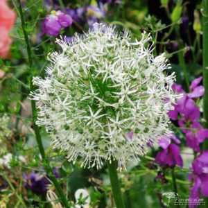 Allium Mount Everest