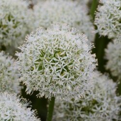 Allium Mount Everest