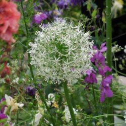 Allium Mount Everest