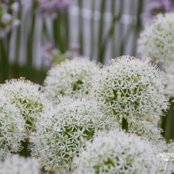 Allium Mount Everest