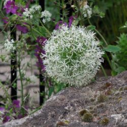 Allium Mount Everest