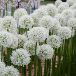 Allium Mount Everest