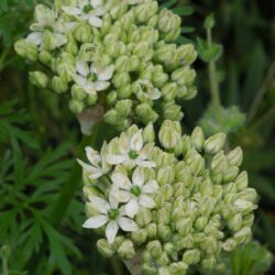 Allium nigrum