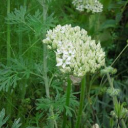 Allium nigrum