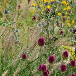 Allium sphaerocephalon