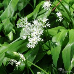 Allium ursinum