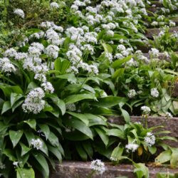 Allium ursinum