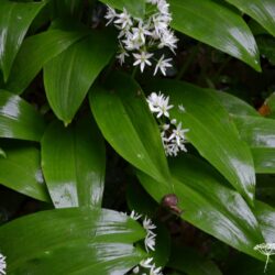 Allium ursinum