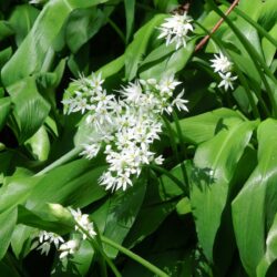 Allium ursinum