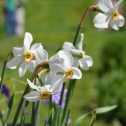 Narcissus Actaea