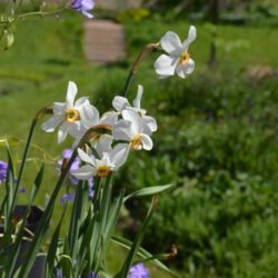 Narcissus Actaea