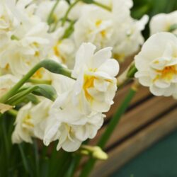 Narcissus Cheerfulness