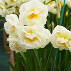 Narcissus Cheerfulness