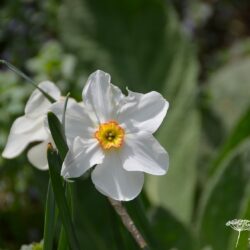 Narcissus poeticus Actaea