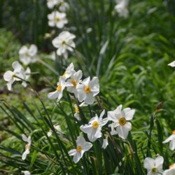 Narcissus poeticus Actaea