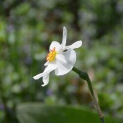 Narcissus poeticus Actaea