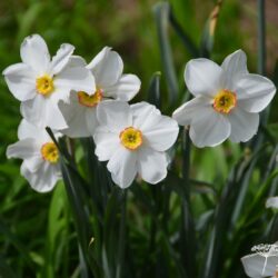 Narcissus poeticus Actaea