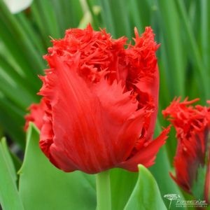 Tulipa Indiana