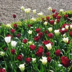 Tulipa Jan Reus