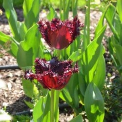 Tulipa Labrador