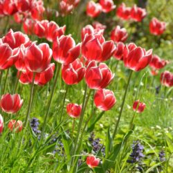 Tulipa Leen van der Mark