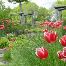 Tulipa Leen van der Mark