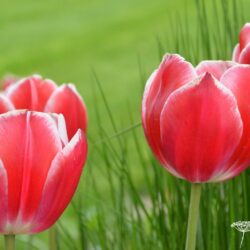 Tulipa Leen van der Mark